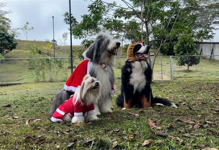 Aslan, Gael y Emma: tres perros convertidos en íconos navideños