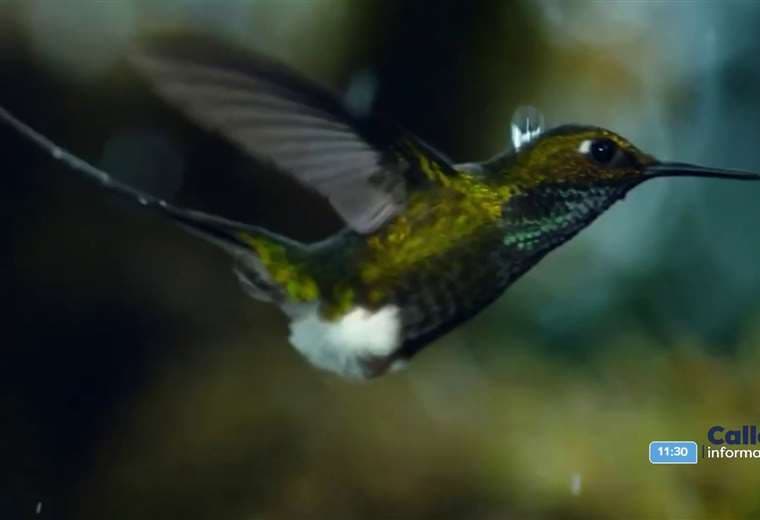 Bebederos de colibríes podrían causar más daño que bien, advierten expertos