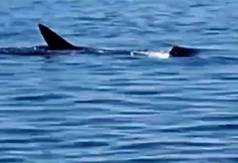 Un tiburón ballena fue captado en video en Osa