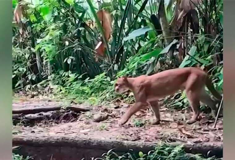 Puma herido fue captado en Parque Nacional Corcovado