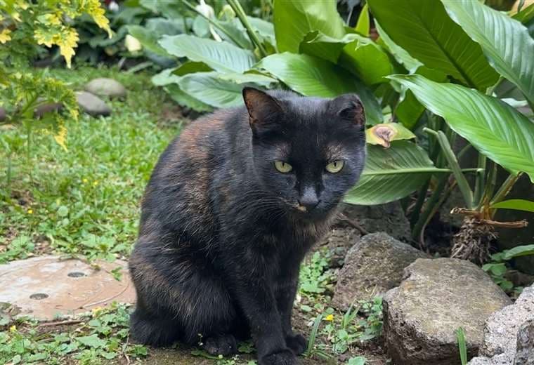 Missy, la gata que encontró hogar en el Santuario de Alajuelita y conquistó corazones
