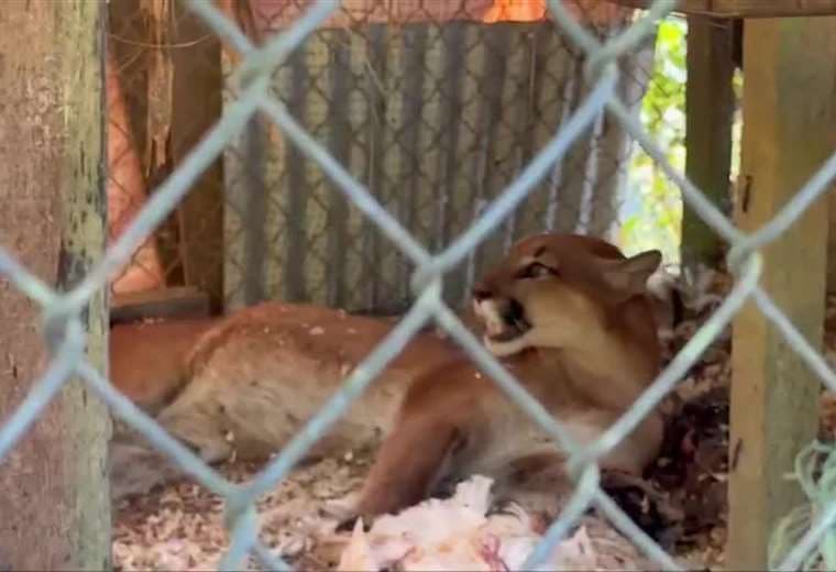 Puma rescatado por bomberos mató a 18 gallinas de pareja de estadounidenses