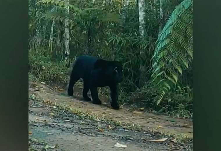 Avistan otro jaguar negro en montañas de Talamanca