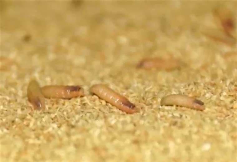 Puntarenas desplaza a San José en casos humanos de gusano barrenador