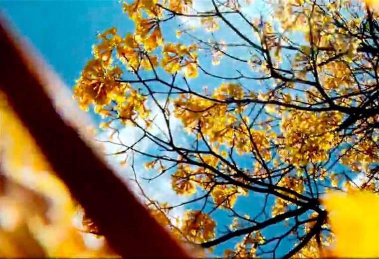 San José se tiñe de colores y hay una razón detrás de este espectáculo natural