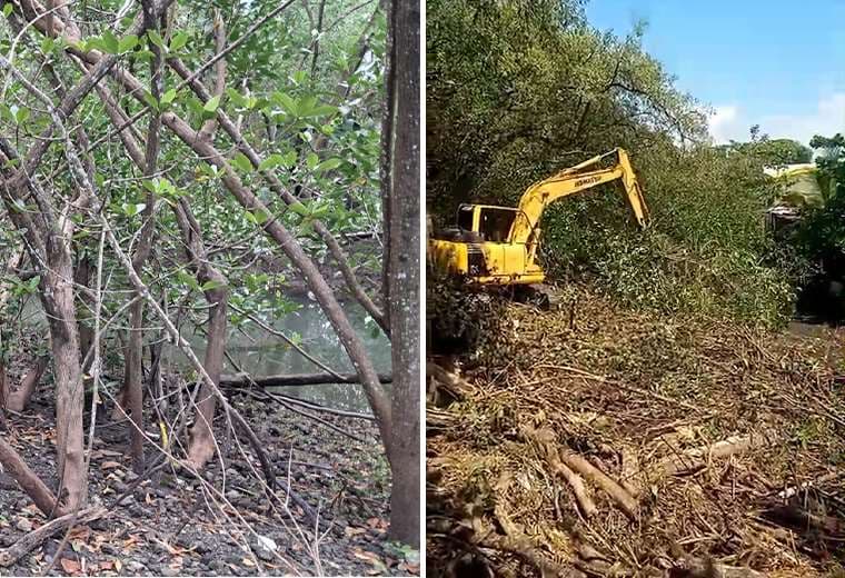 Suspenden trabajos y decomisan maquinaria tras aparente destrucción de manglar en Quepos
