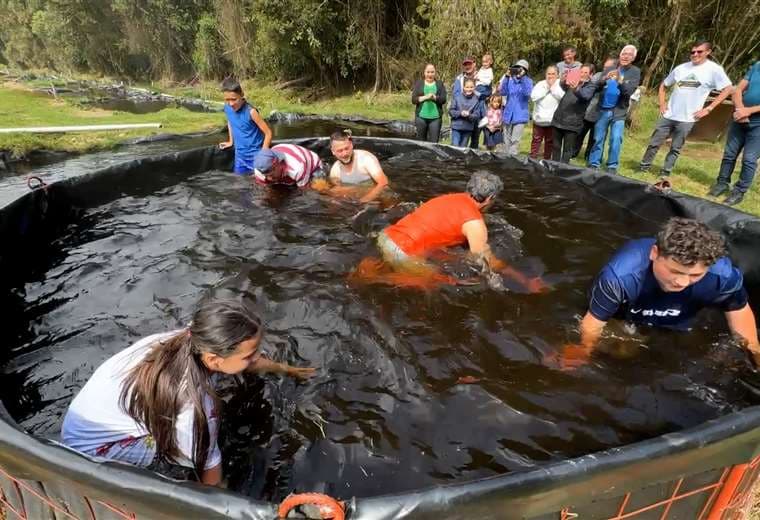 El reto que todos quieren intentar en Cartago: atrapar truchas solo con las manos