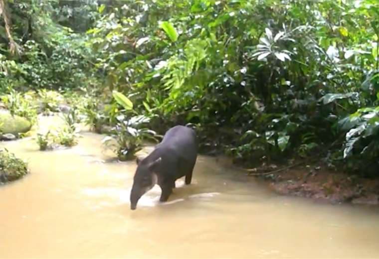 ¿Cuál es la utilidad académica de las cámaras trampa?