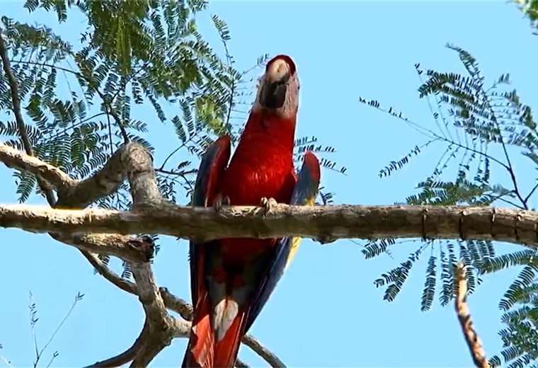 MINAE trabaja reglamento que permitiría tener lapas en cautiverio