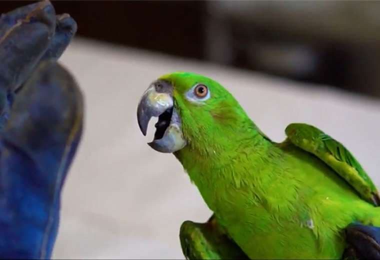 Propuesta que permitiría cautiverio de aves enciende alarmas entre expertos
