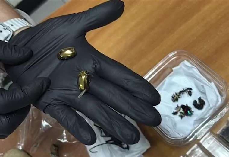 Autoridades alertan: mafias ambientales operan con alcance internacional