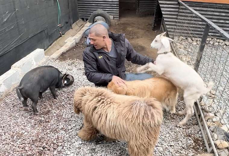 Cabras, perros y un minipig: la inusual "manada" que une a esta familia tica