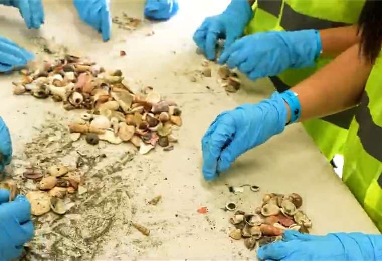 De souvenir a decomiso: casi 9 mil kilos de conchas fueron recuperadas en Guanacaste