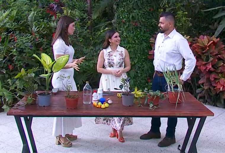 Proteja sus plantas de plagas y hongos durante la época lluviosa
